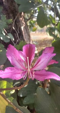 Bauhinia